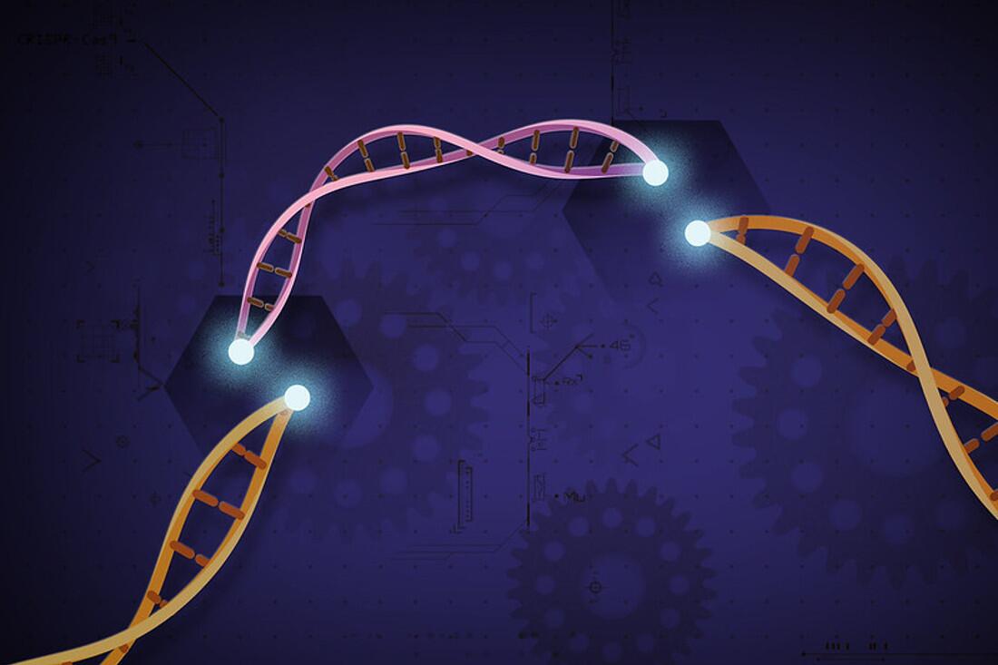 Genschere CRISPR/Cas9 